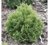 Кипарисовик Лавсона Минима Глаука (Minima Glauca) С2